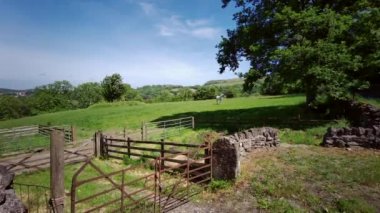 İngiltere, Somerset 'te kırsal bir alanda duran bir at - 25 Mayıs 2020