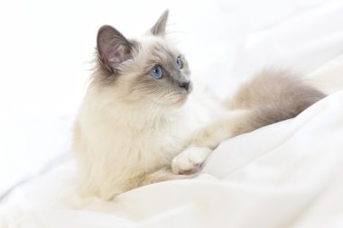 Sacre de Birmanie cat