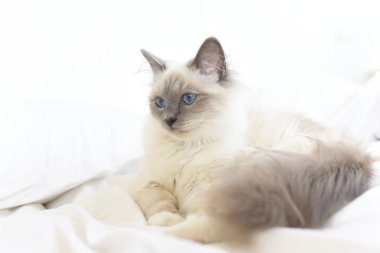 Sacre de Birmanie cat