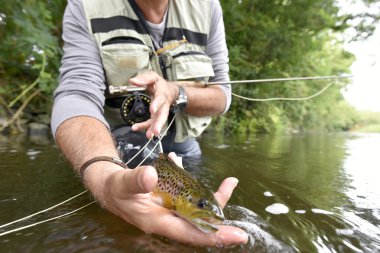 Sinek balıkçı alıcı alabalık