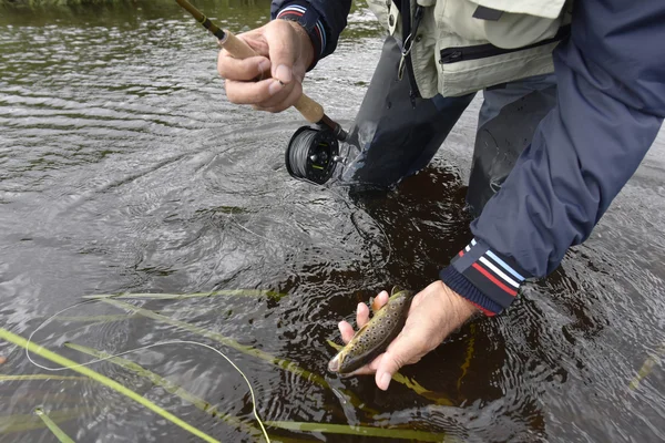 Fly-fisherman visvangst forel — Stockfoto