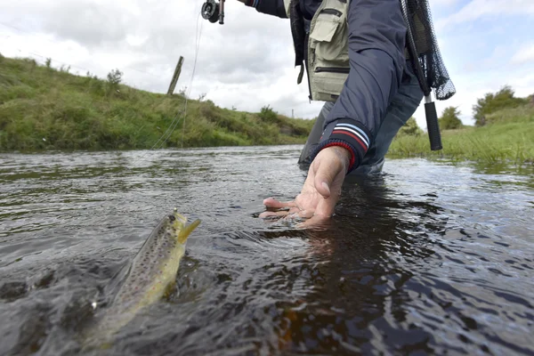 Pescador de moscas que apanha trutas — Fotografia de Stock