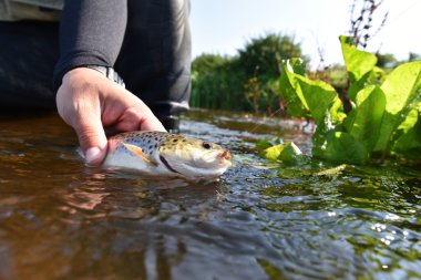  Nehirde yakalanma alabalık