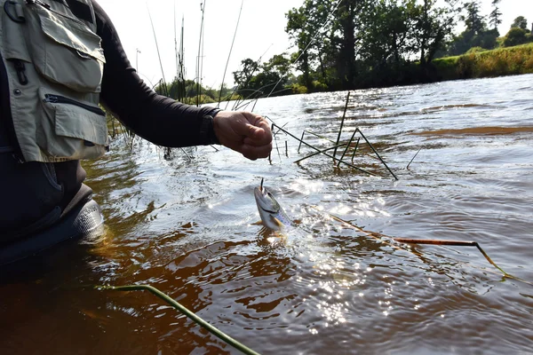 Pêcheur capture truite de mer — Photo