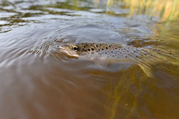 Bachforellen am Haken — Stockfoto