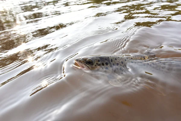 Brown trout being hooked — Stock Photo, Image