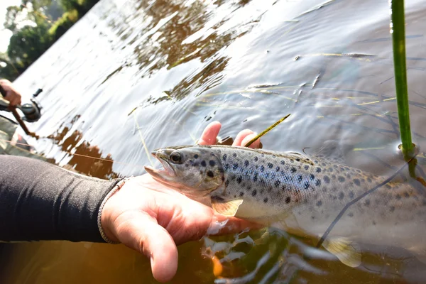 Fiskare fånga havsöring — Stockfoto