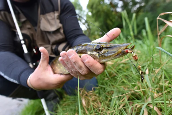 Brochet capturé par pêcheur — Photo