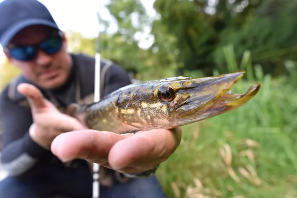 Lúcio capturado pelo pescador — Fotografia de Stock