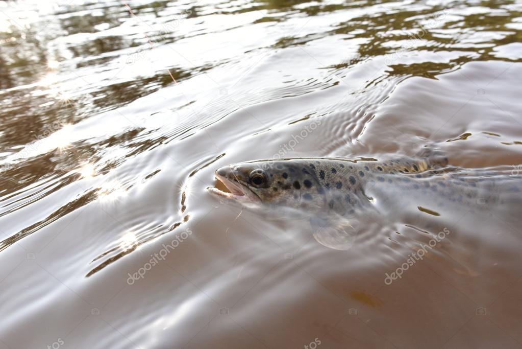  brown trout being hooked