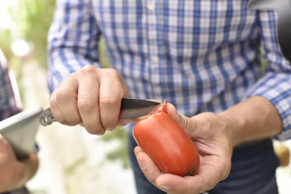 Agricultor corte de tomate vermelho maduro — Fotografia de Stock