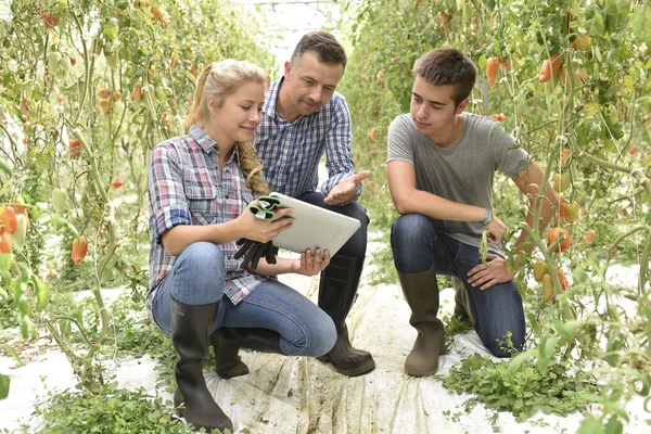 Studenci, nauka o organicznych cieplarnianych — Zdjęcie stockowe