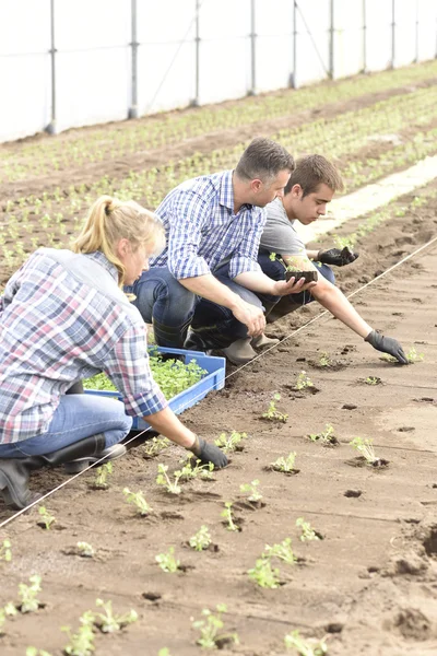 Studenter som plantering ekologisk sallad — Stockfoto