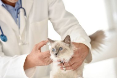 Veterinary examining cat  clipart