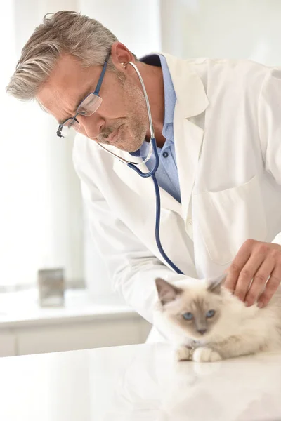 Veterinaria examinando gato en clínica —  Fotos de Stock