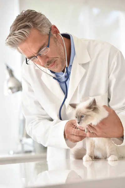 Gato auscultador veterinário — Fotografia de Stock