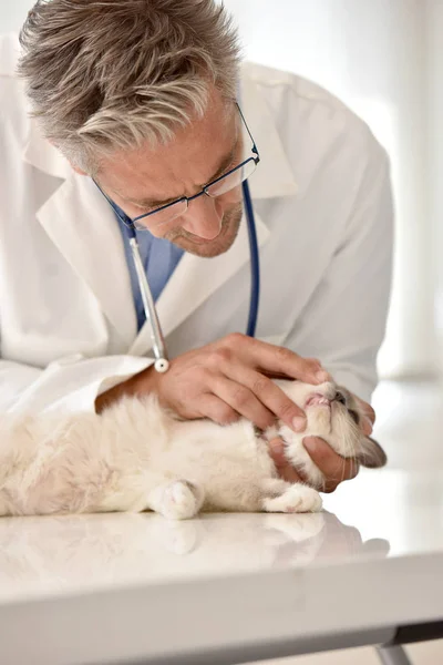Denti di gatto esaminatori veterinari — Foto Stock