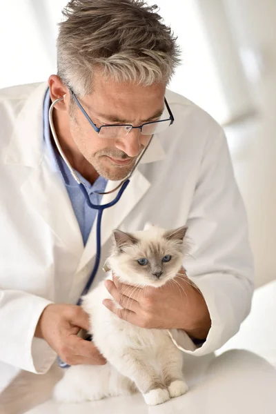 Veterinär auskultivierende Katze — Stockfoto