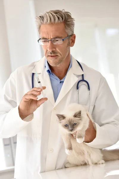 Veterinären ger veterinär injicera vaccinet — Stockfoto