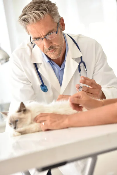 Veterinären ger veterinär injicera vaccinet — Stockfoto