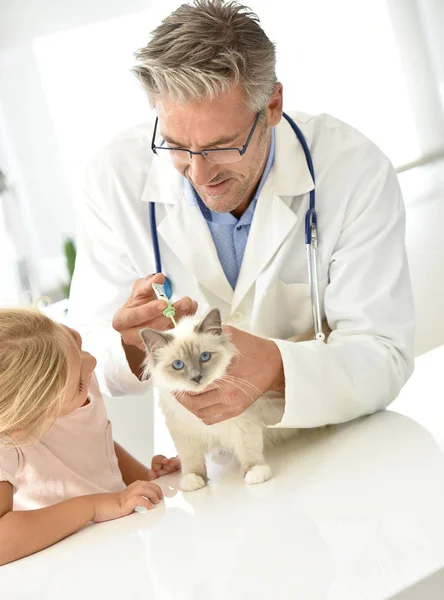 Homem que administra o produto veterinário injectável — Fotografia de Stock