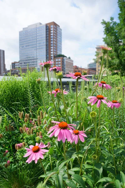 Κτίριο από το Highline NYC — Φωτογραφία Αρχείου