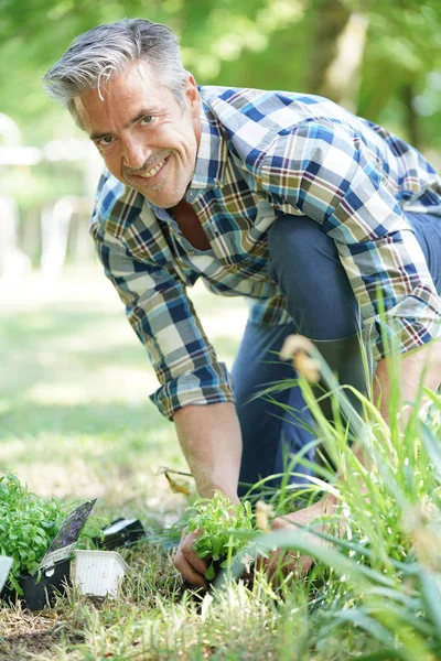 Hombre en jardín plantando nuevas flores — Foto de Stock