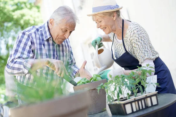 Senior couple planting aromatic herbs — Stock Photo, Image