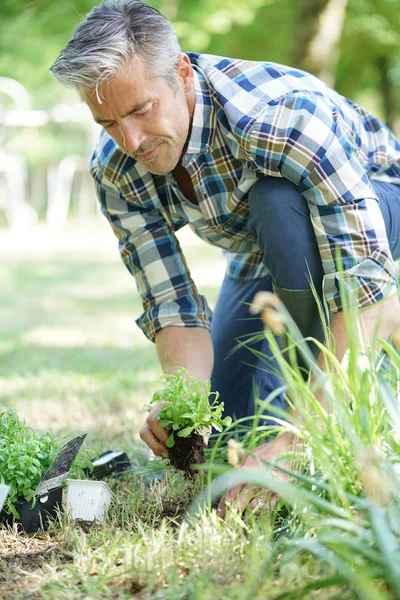Man in garden planting new flowers — Stock Photo, Image