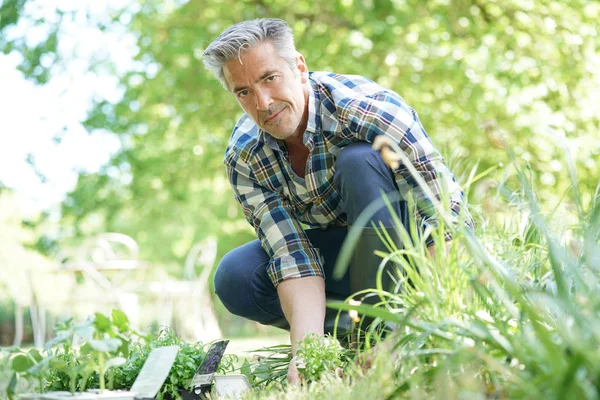 Uomo in giardino piantare nuovi fiori — Foto Stock