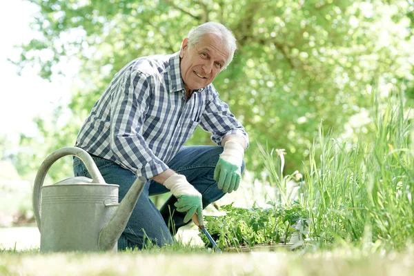 Man planting aromatic plants — Stock Photo, Image