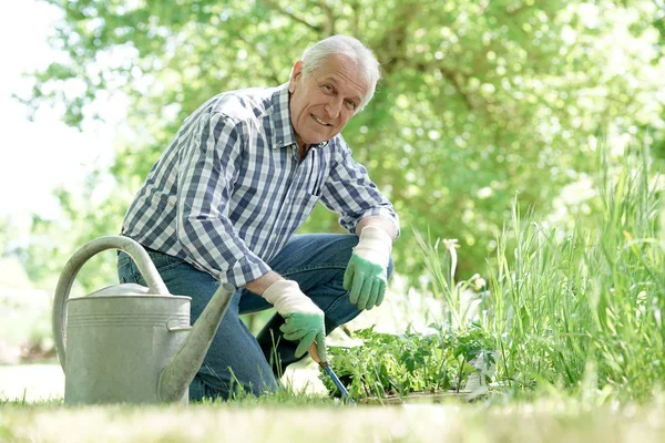 Aromatik bitkiler dikim adam — Stok fotoğraf