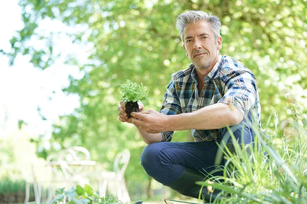 Mannen i trädgård plantera nya blommor — Stockfoto