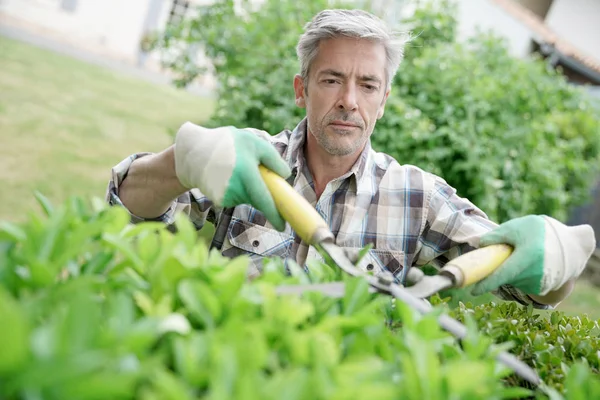 Man in garden trimming hedges — Stock Photo, Image