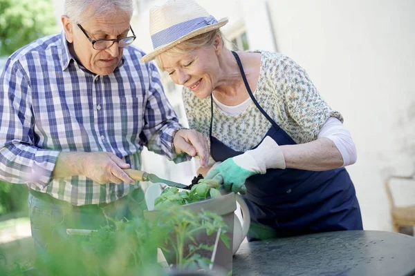 Äldre par plantering aromatiska örter — Stockfoto
