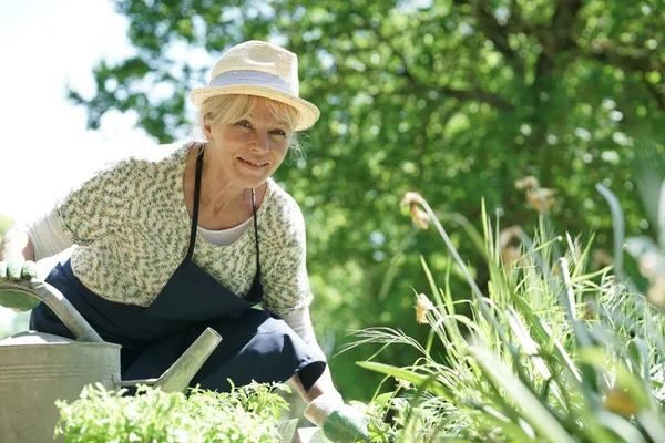 Starší žena, zahradnictví — Stock fotografie