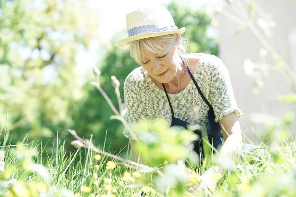 Senior woman gardening — Stock Photo, Image