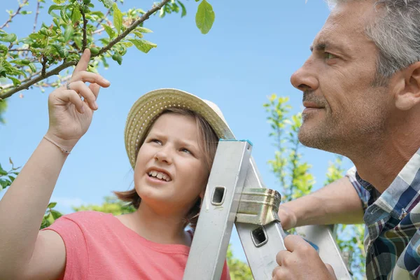 Man with young girl looking at  buds — Stock Photo, Image