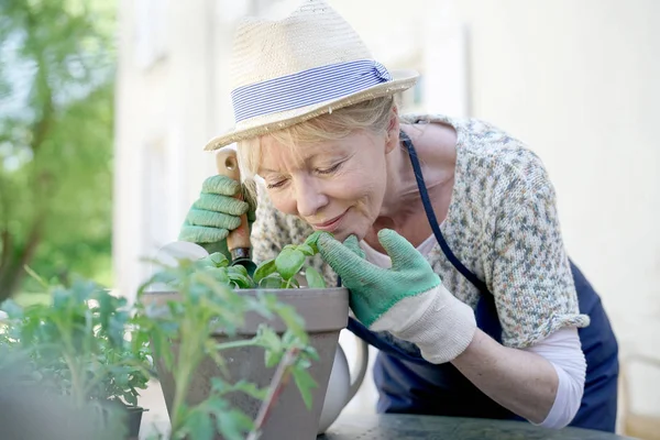 Mujer mayor plantando hierbas aromáticas — Foto de Stock
