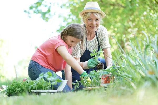 Großmutter und Enkelin bei der Gartenarbeit — Stockfoto