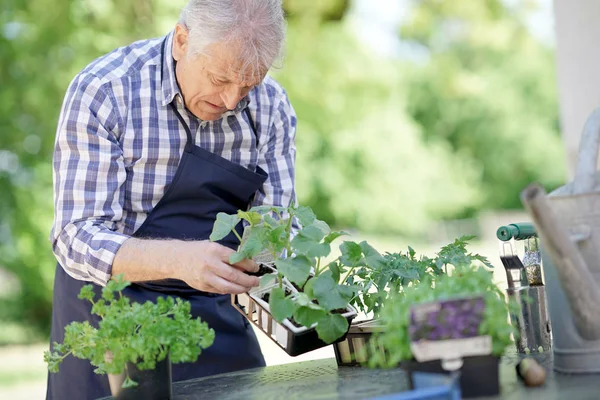 Homem no jardim olhando para plantas jovens — Fotografia de Stock