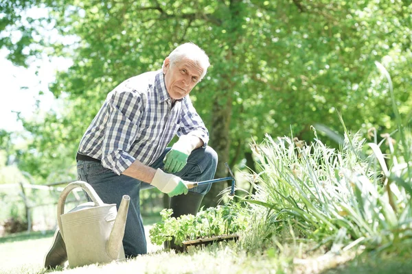 Homem plantio de plantas aromáticas — Fotografia de Stock