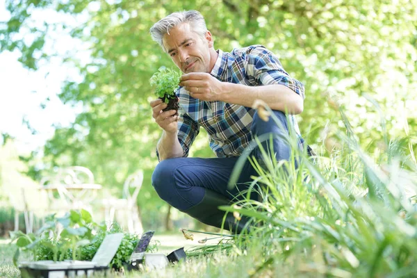 Man in garden planting new flowers — Stock Photo, Image