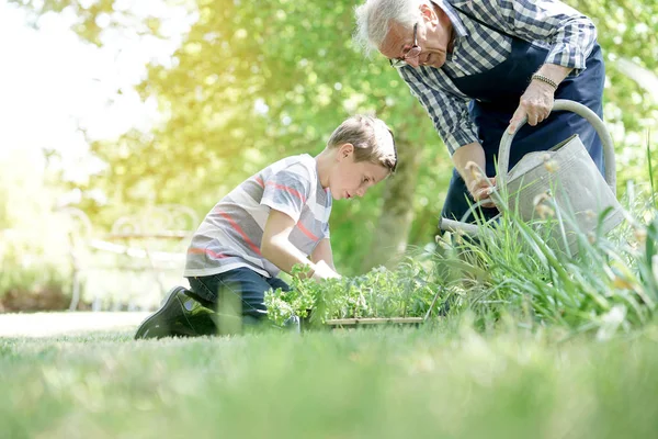 Grandfather with grandson gardening — Stock Photo, Image