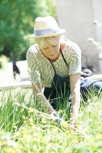 Senior woman gardening — Stock Photo, Image