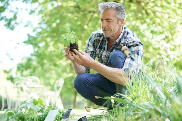 Homem no jardim plantando novas flores — Fotografia de Stock