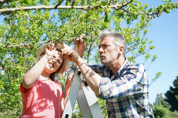 Man with young girl looking at  buds — Stock Photo, Image