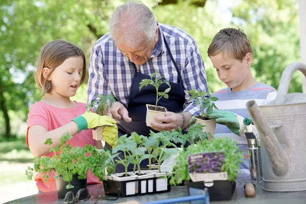 Kids helping grandpa — Stock Photo, Image