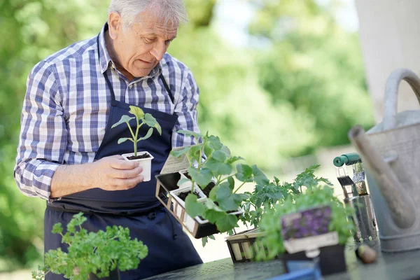 Hombre en el jardín mirando plantas jóvenes — Foto de Stock