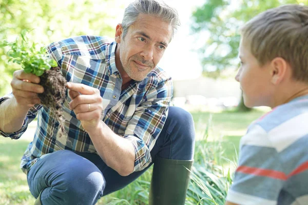 父が息子に植える方法を指導 — ストック写真